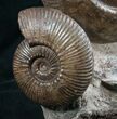 Impressive Hammatoceras Ammonite Sculpture - #7988-3